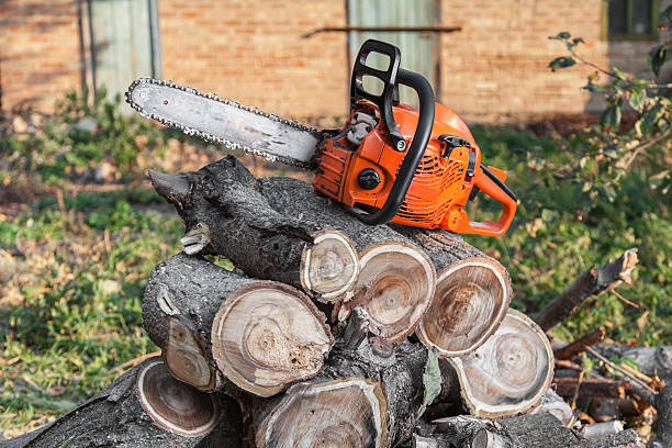 Large Tree Removal in Florida City, FL